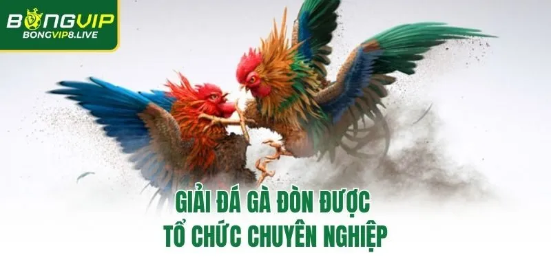 Giải đá gà đòn được tổ chức chuyên nghiệp