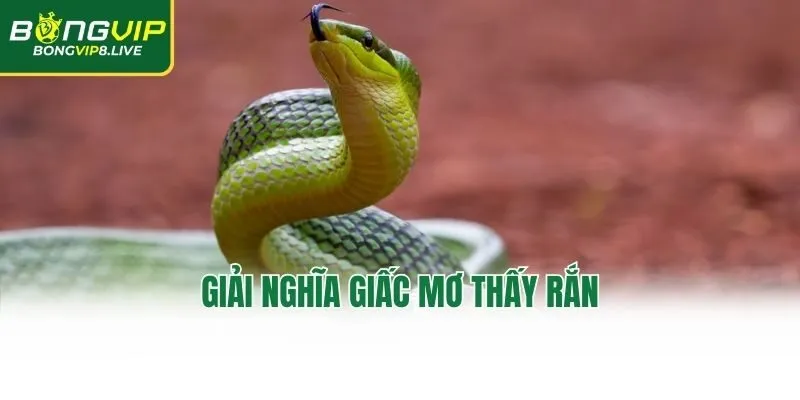 Giải nghĩa giấc mơ thấy rắn