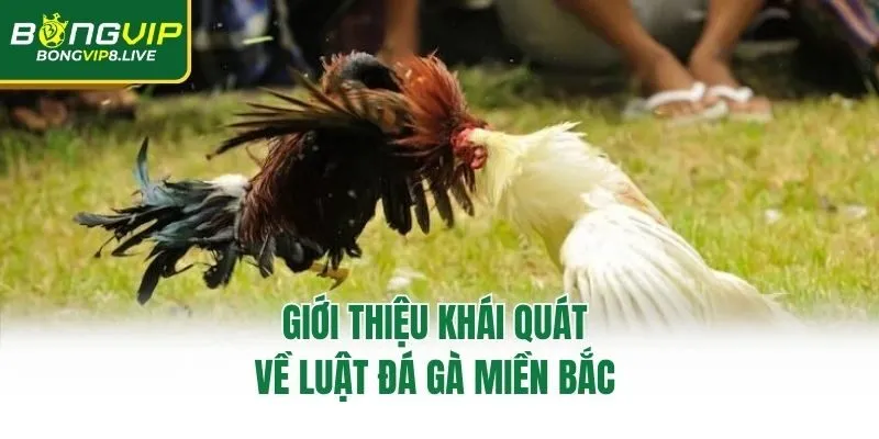 Giới thiệu khái quát về luật đá gà miền Bắc 