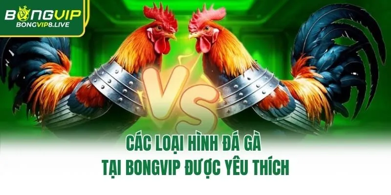 Các loại hình đá gà tại Bongvip được yêu thích