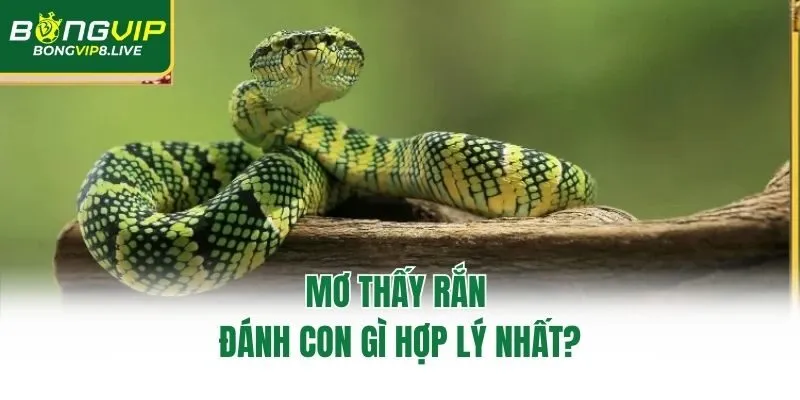 Mơ thấy rắn đánh con gì hợp lý nhất?